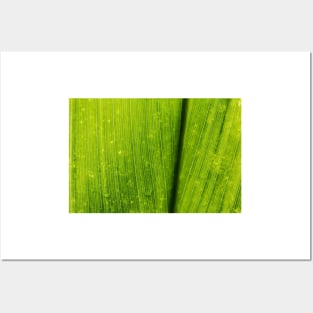 Close up of a Green Lotus Leave Texture Background Posters and Art